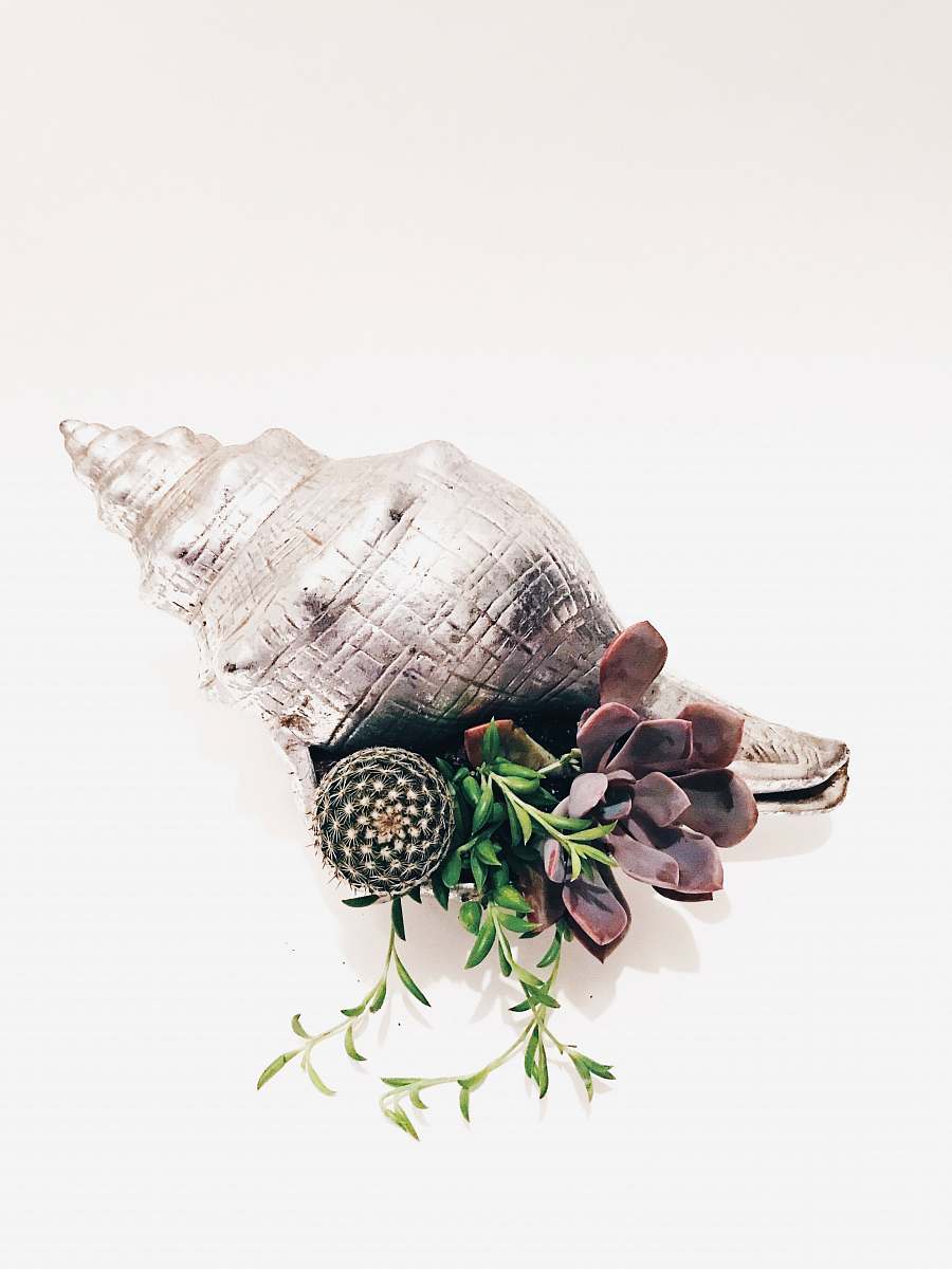 animal brown and white seashell on white background fort myers